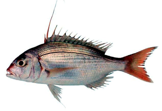 Dentex gibbosus_09.jpg